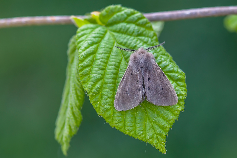 Diaphora mendica - felemás medvelepke
