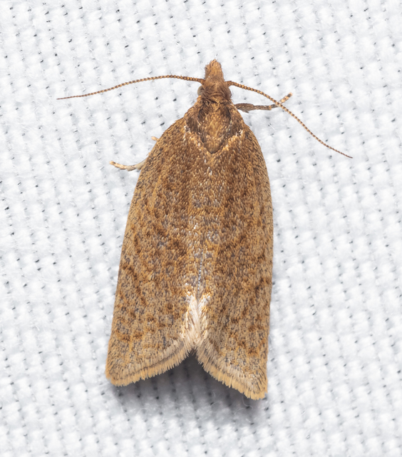 Celypha