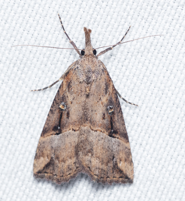 Hypena rostralis - közönséges karcsúbagoly