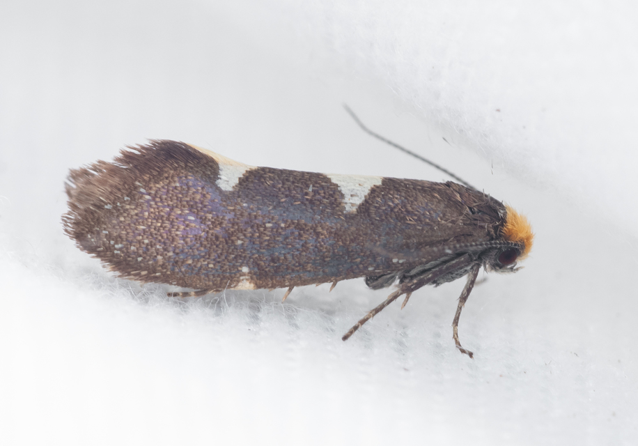 Incurvariidae - ércfényű-virágmolyfélék