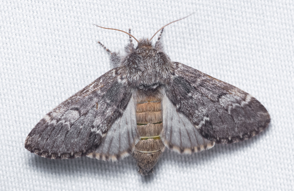 Drymonia ruficornis - cserfa-púposszövő