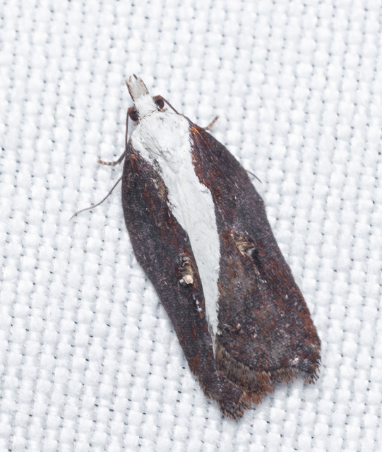 Acleris cristana - pamacsos levélmoly