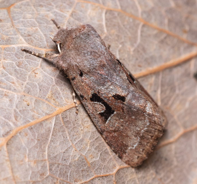 Orthosia gothica - feketefoltos barkabagoly