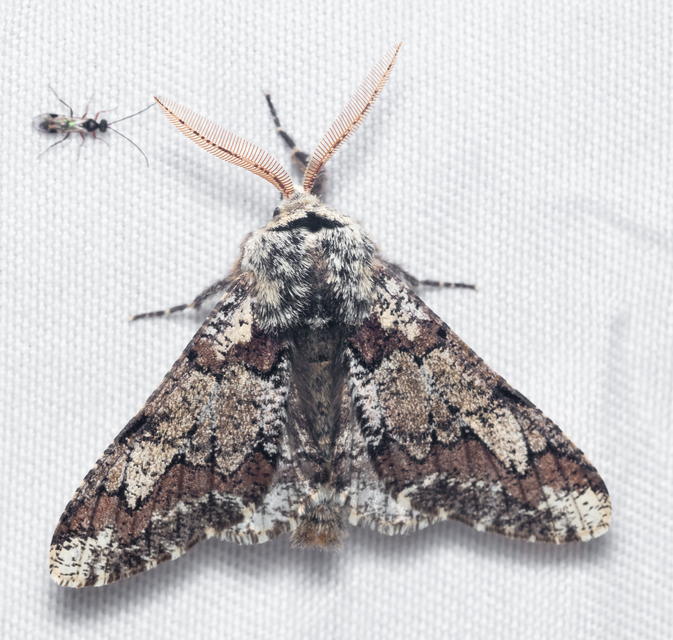 Biston strataria - barnapettyes araszoló