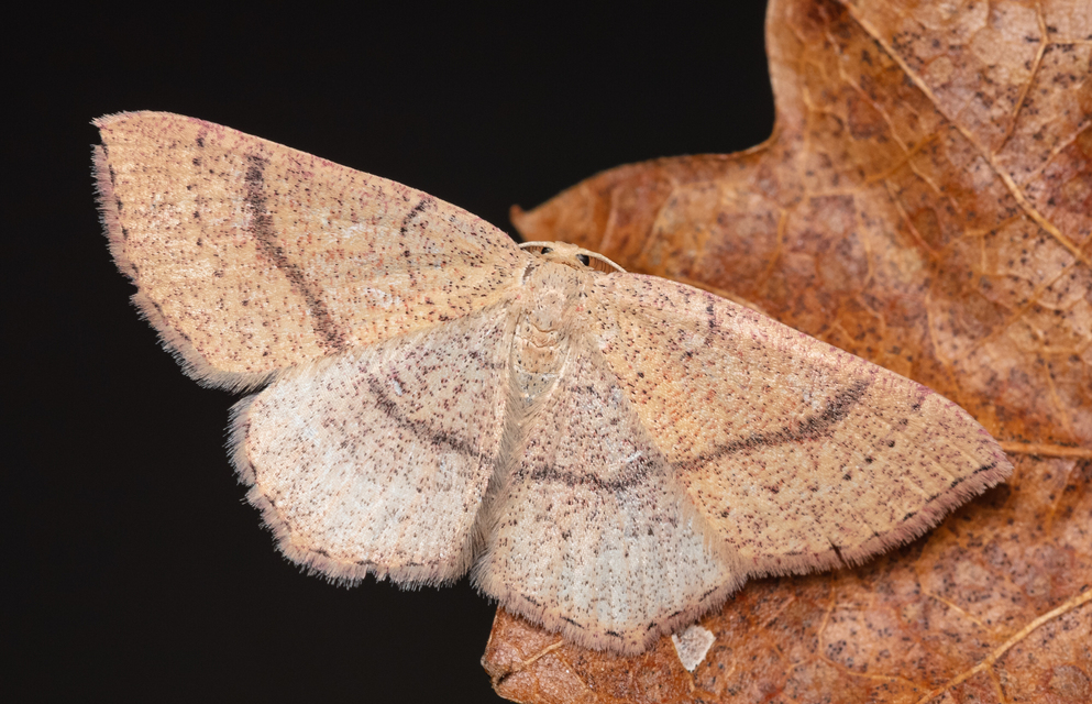 Cyclophora ruficiliaria - vörösrojtú pettyesaraszoló