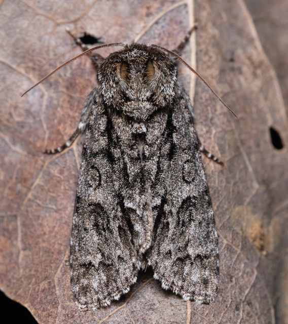 Acronicta auricoma - aranyos szigonyosbagoly