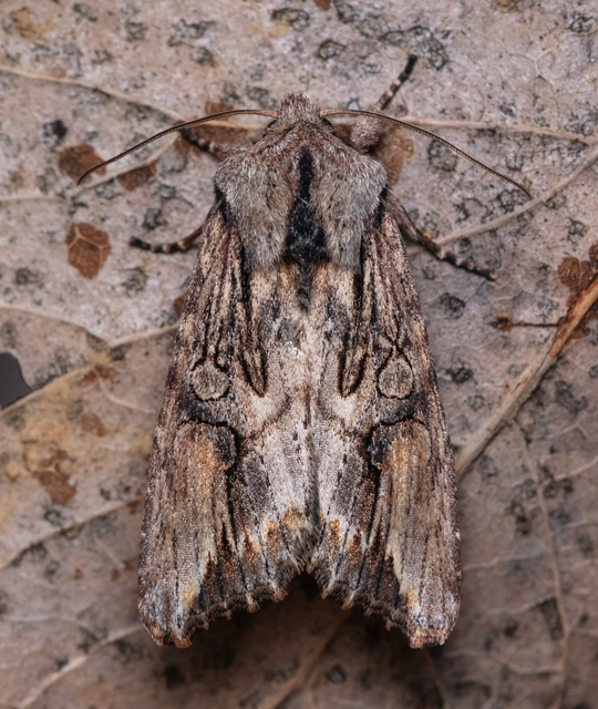 Egira conspicillaris - változékony szürkebagoly