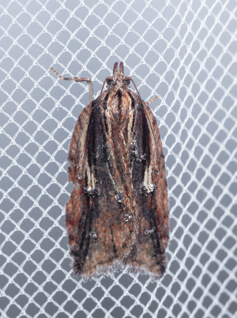Acleris umbrana - sötétcsíkos levélmoly Acleris umbrana - sötétcsíkos levélmoly