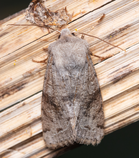 Orthosia incerta - változékony barkabagoly