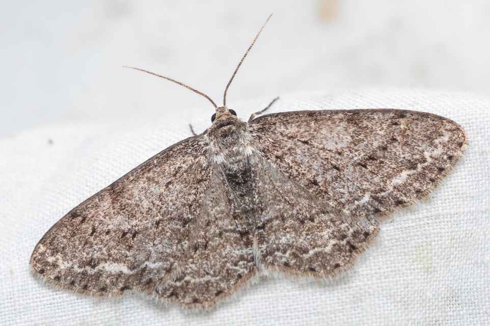 Ectropis crepuscularia - avararaszoló