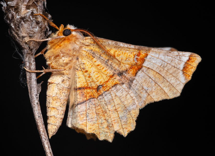 Selenia lunularia - egyfoltos holdasaraszoló