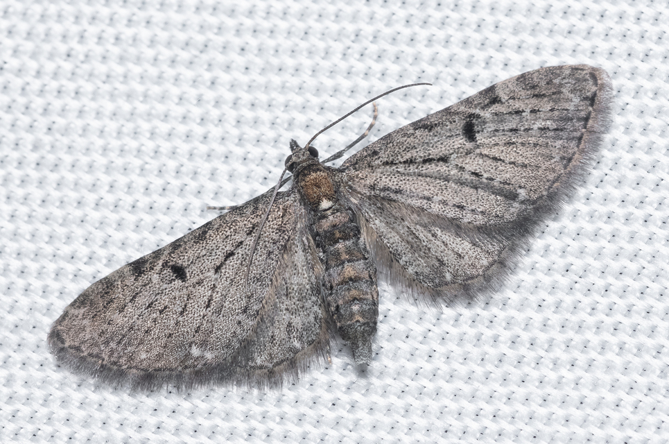 Eupithecia virgaureata - aranyvessző-törpearaszoló