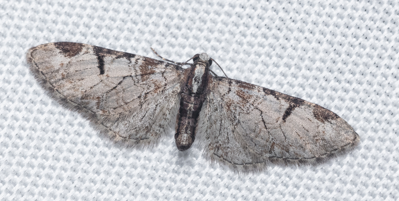 Eupithecia insigniata - hálózatos törpearaszoló