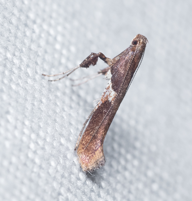 Caloptilia