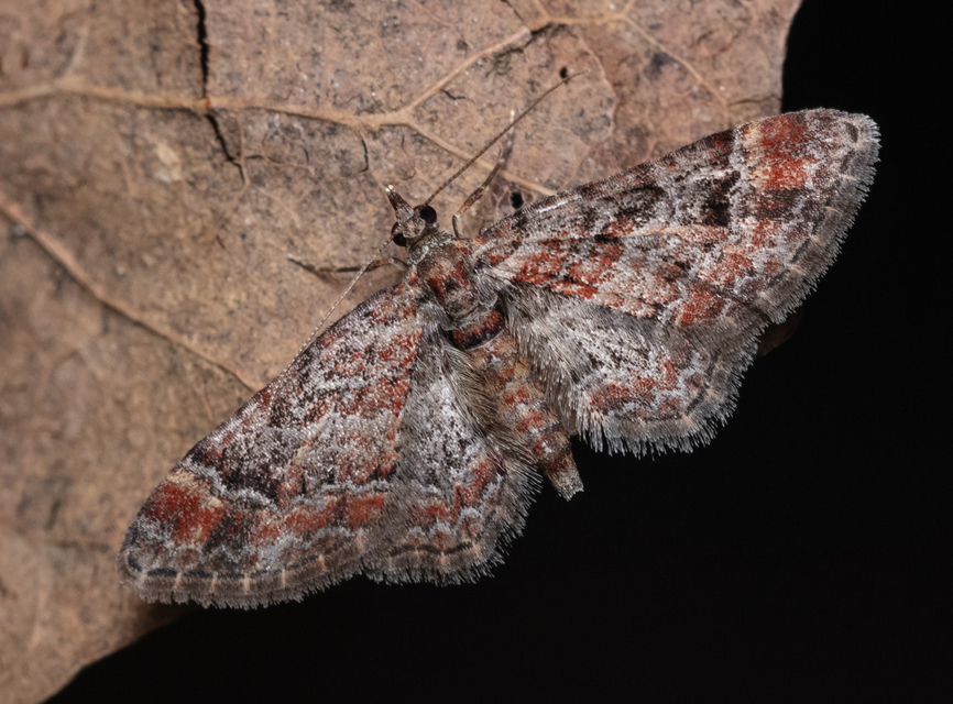 Gymnoscelis rufifasciata - vöröscsíkos törpearaszoló