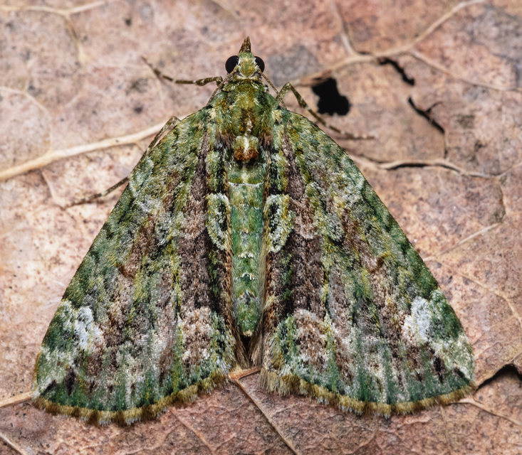 Chloroclysta siterata - salátazöld araszoló