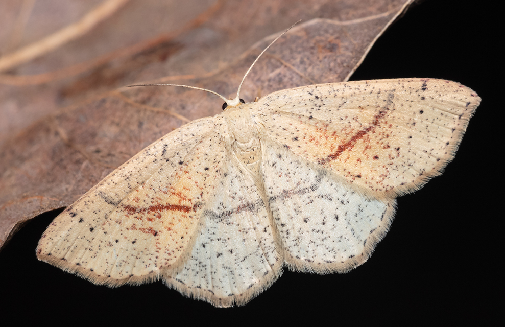 Cyclophora punctaria - sávos pettyesaraszoló