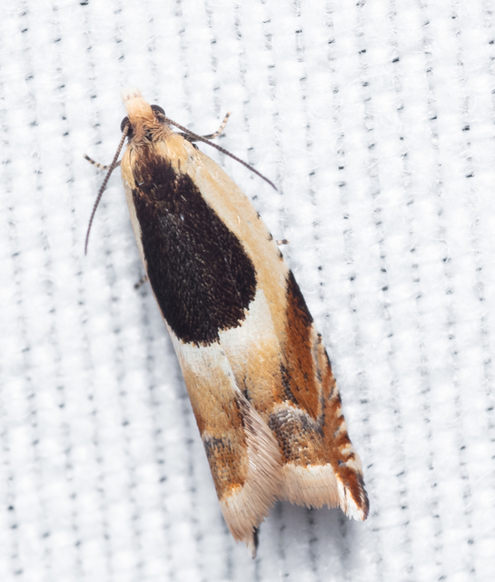 Ancylis