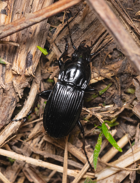 Abax parallelepipedus - félbordás szélesfutó