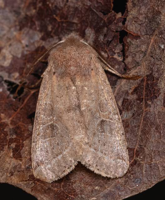 Orthosia cerasi - közepes barkabagoly