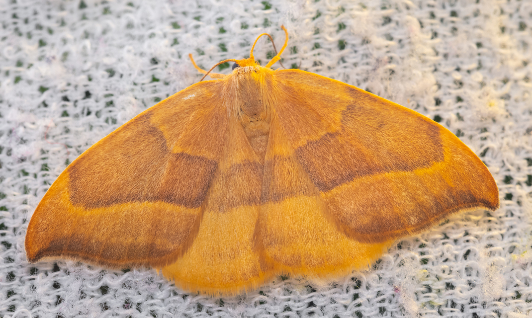 Watsonalla cultraria - bükkfa-sarlósszövő