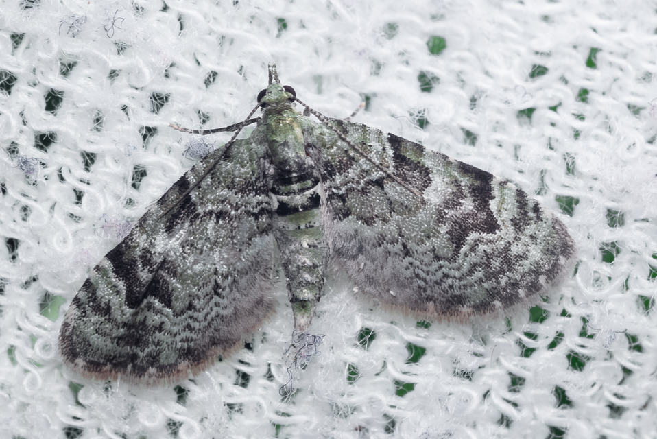 Chloroclystis v-ata - zöldes törpearaszoló