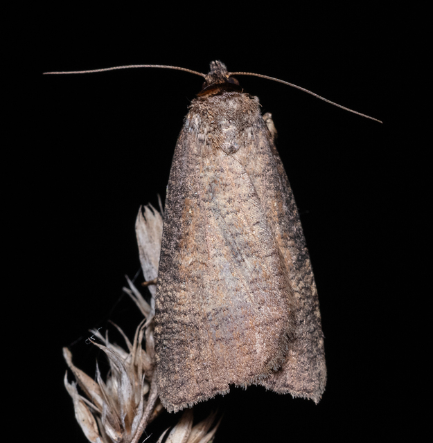 Lygephila procax - fekete csüdfűbagoly
