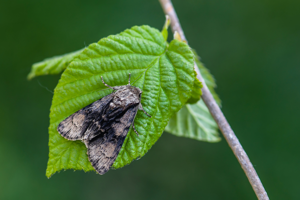 Acronicta alni - éger-szigonyosbagoly