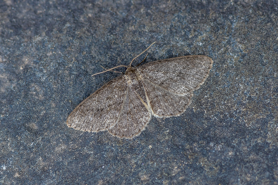 Ectropis crepuscularia - avararaszoló