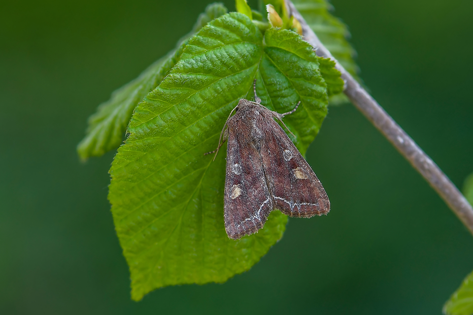 Lacanobia oleracea - saláta-kertibagoly
