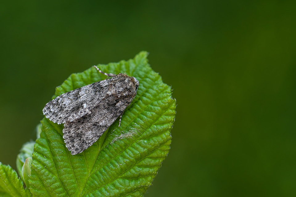 Acronicta rumicis - sóska-szigonyosbagoly