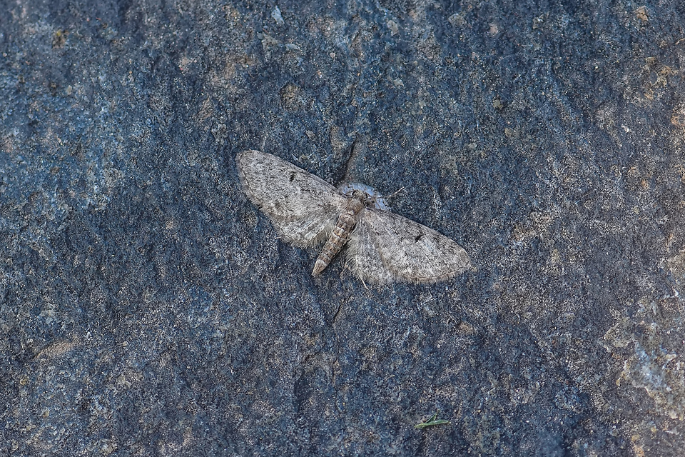 Eupithecia virgaureata - aranyvessző-törpearaszoló