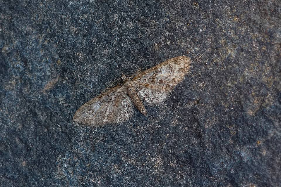Eupithecia abbreviata - korai törpearaszoló
