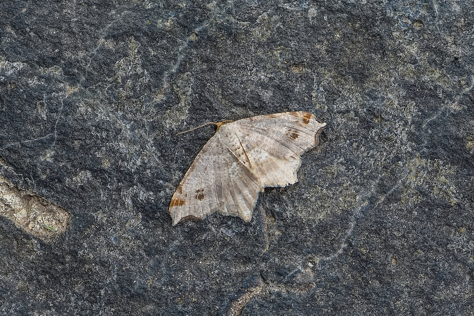 Macaria alternata - közönséges szürkearaszoló