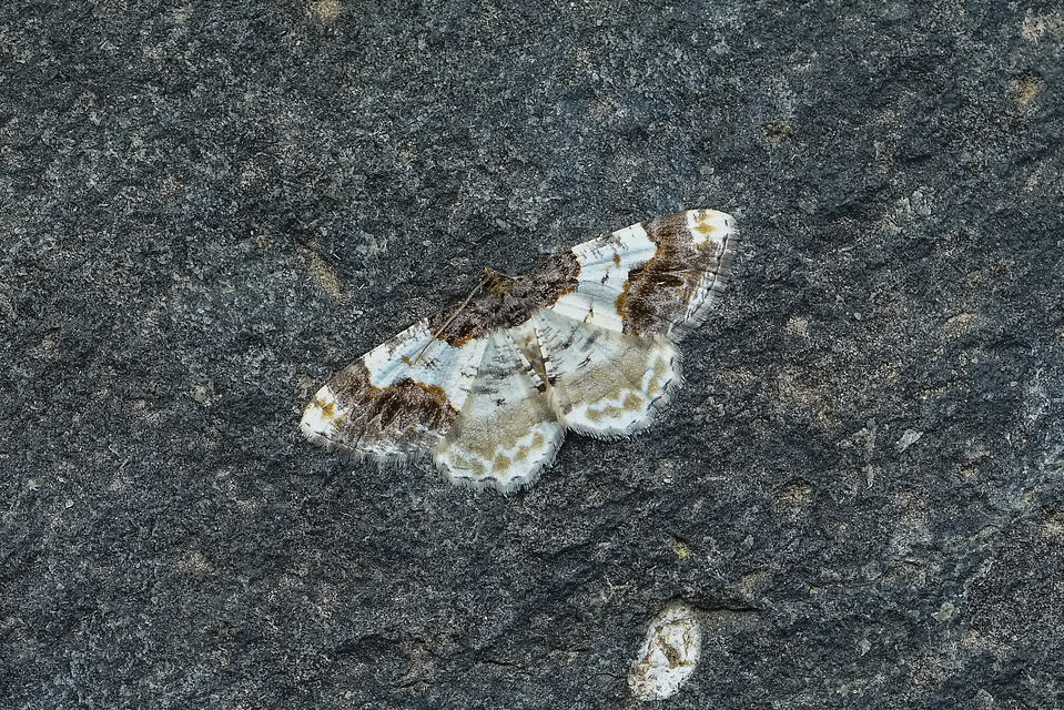 Ligdia adustata - barna levélaraszoló