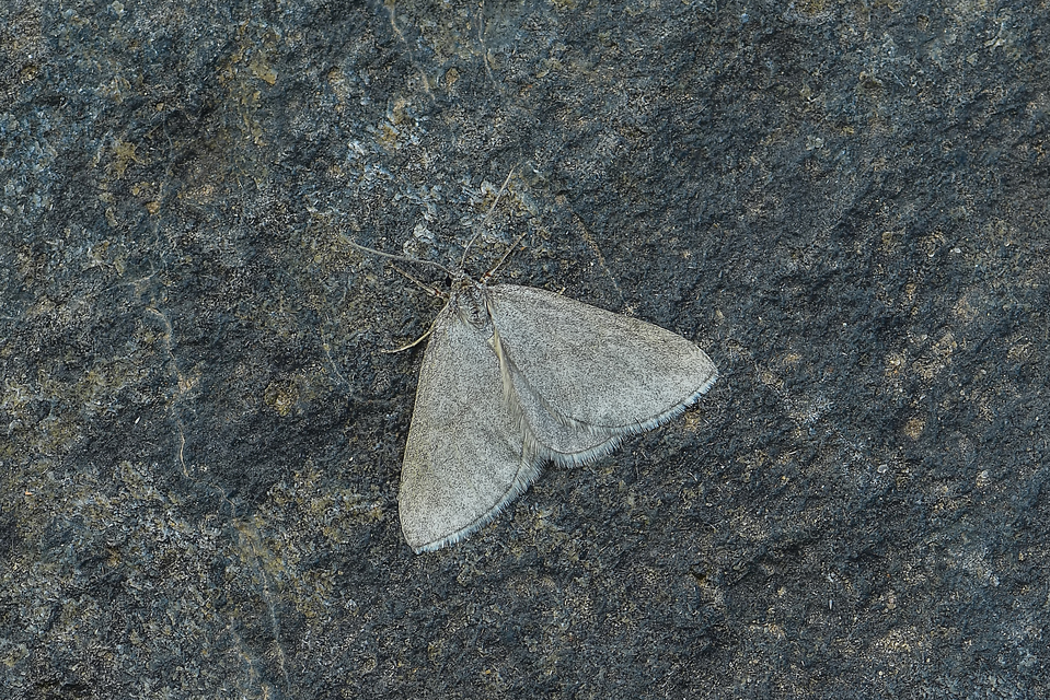 Lithostege griseata - szürke araszoló