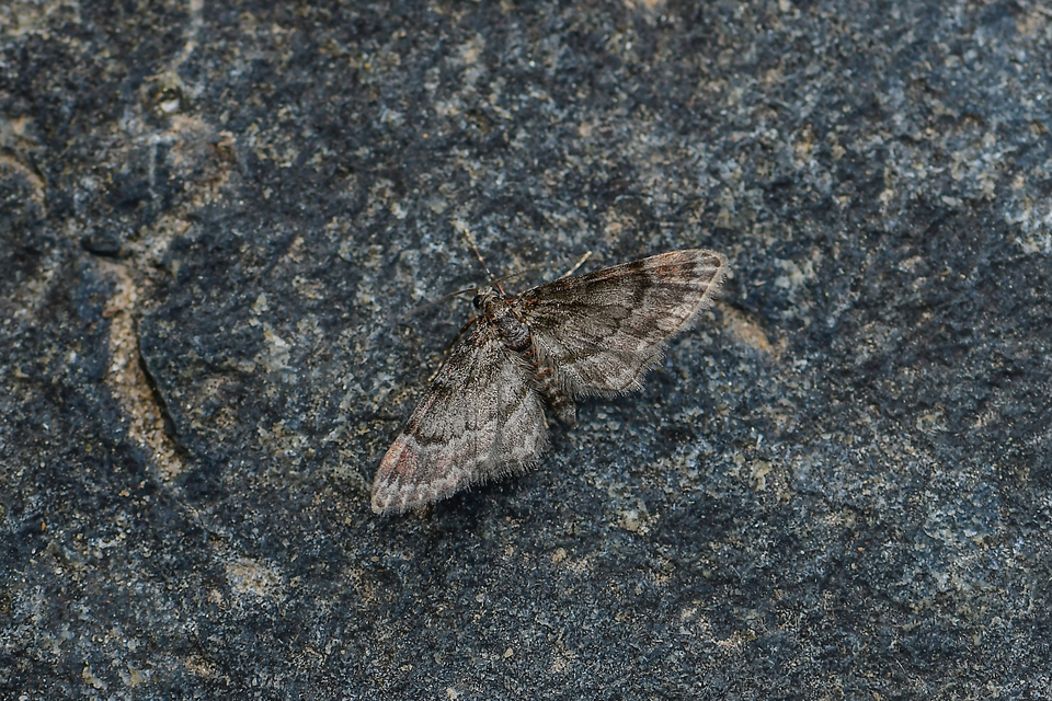 Gymnoscelis rufifasciata - vöröscsíkos törpearaszoló