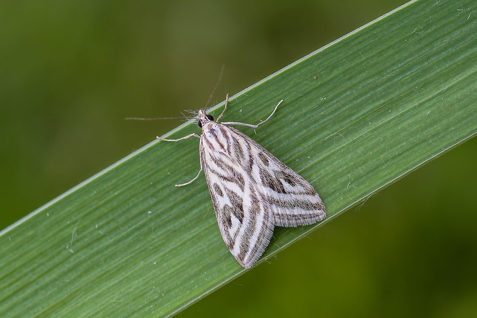 Loxostege aeruginalis - cifra tűzmoly