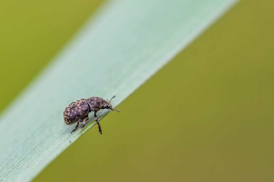 Anthribus nebulosus - ködfoltos pajzstetvész-orrosbogár