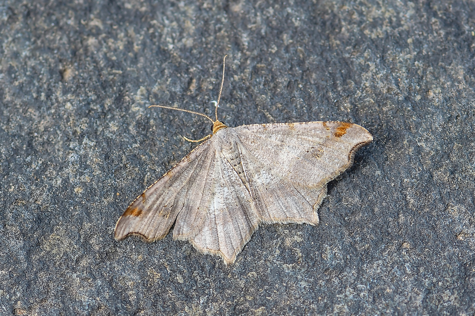 Macaria alternata - közönséges szürkearaszoló