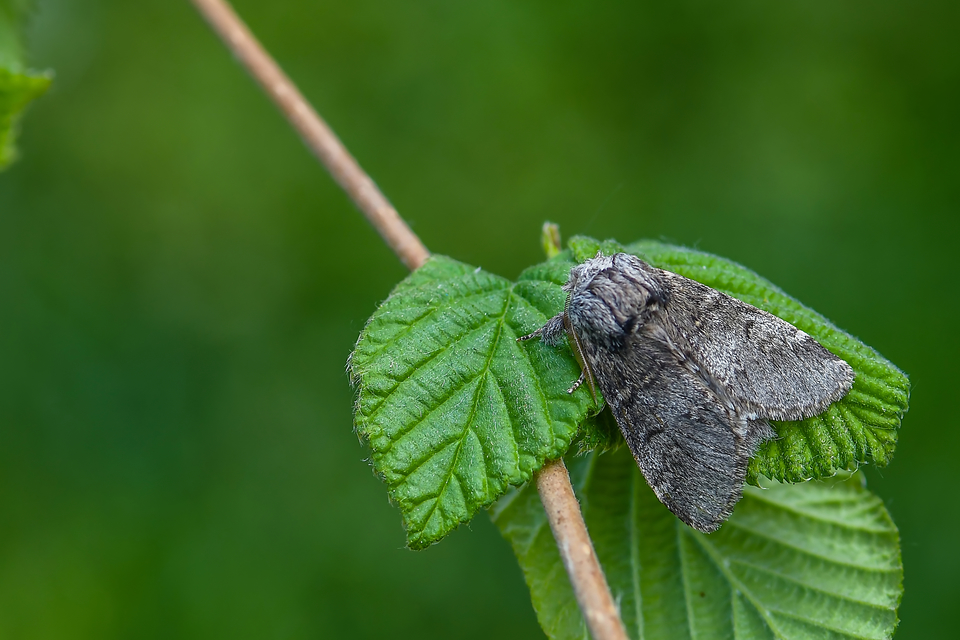 Drymonia ruficornis - cserfa-púposszövő