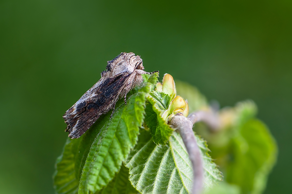 Egira conspicillaris - változékony szürkebagoly