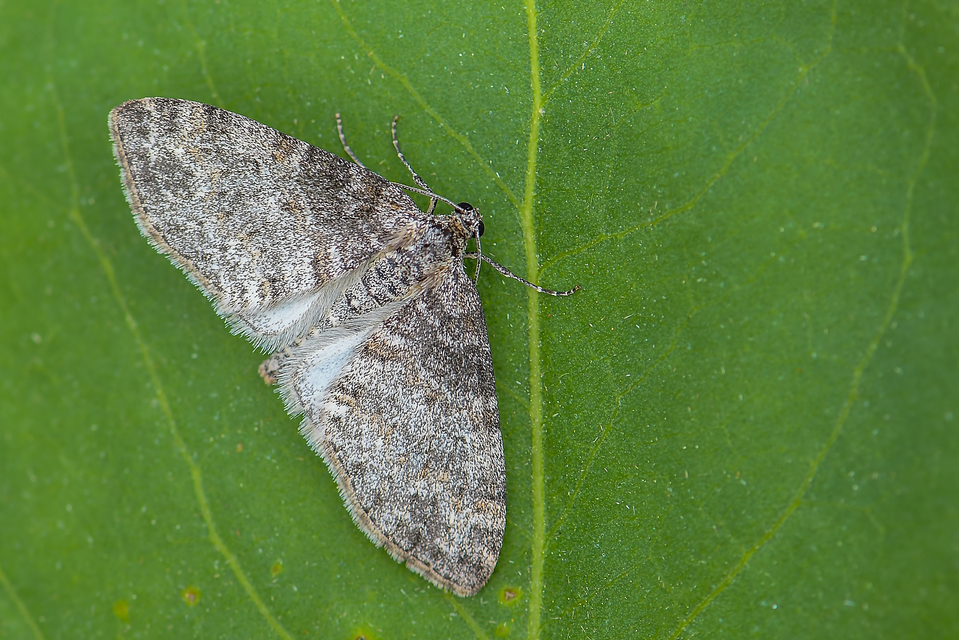 Lobophora halterata - szárnyfüggelékes araszoló