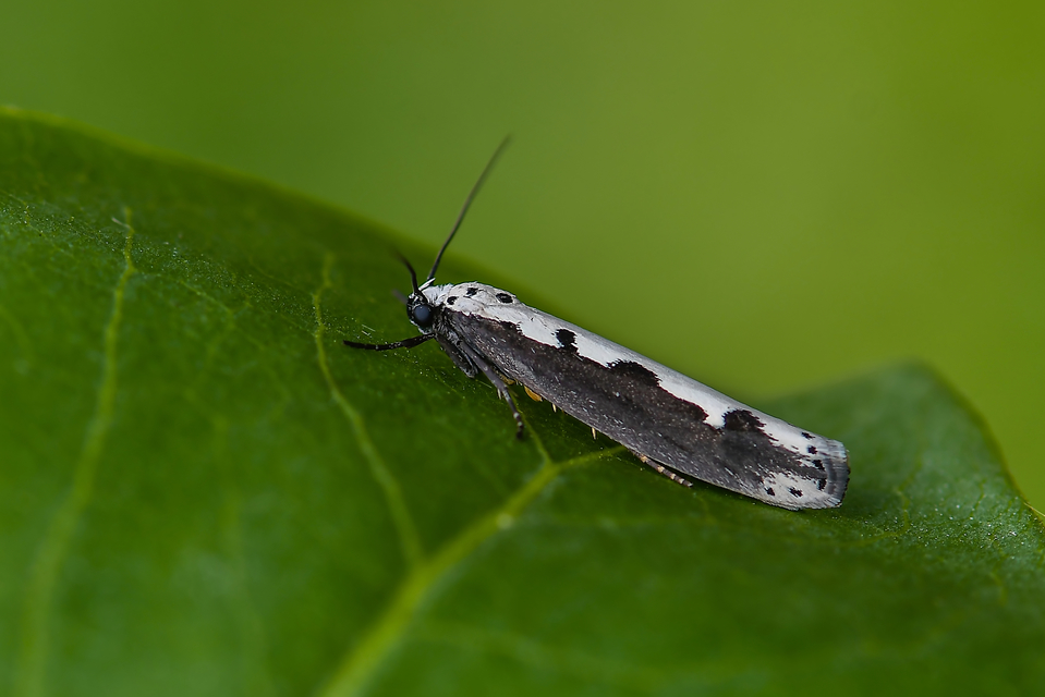 Ethmia bipunctella - kétpettyes feketemoly