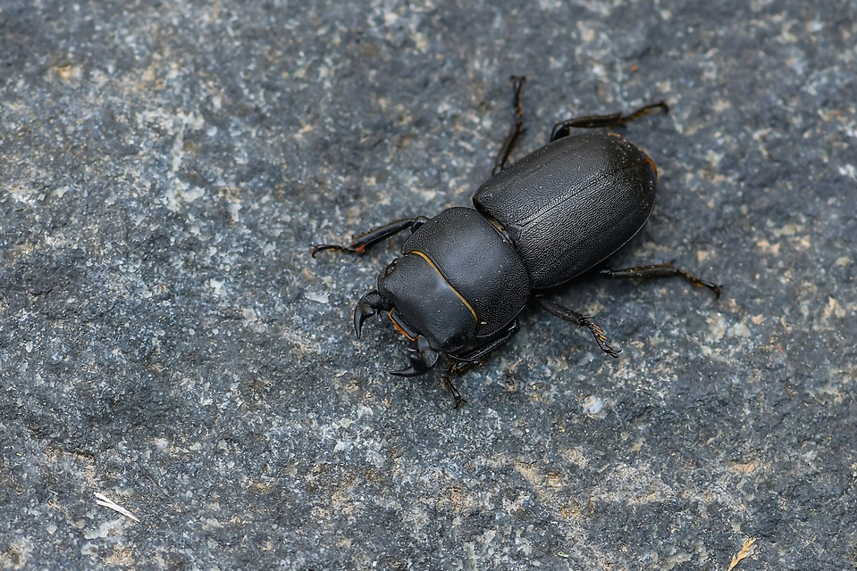 Dorcus parallelipipedus - kis szarvasbogár