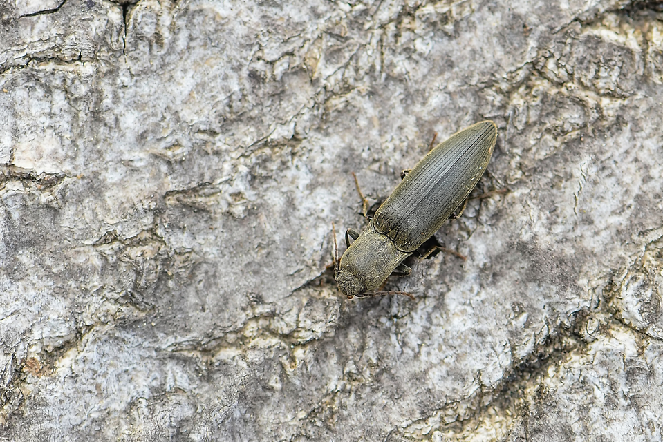 Elateridae - pattanóbogárfélék