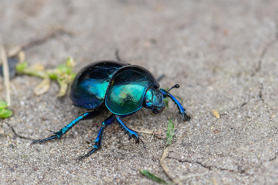 Trypocopris vernalis - tavaszi álganéjtúró