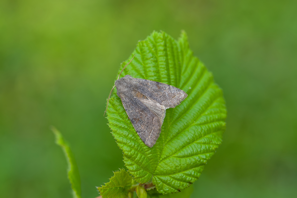 Orthosia incerta - változékony barkabagoly Orthosia incerta - változékony barkabagoly