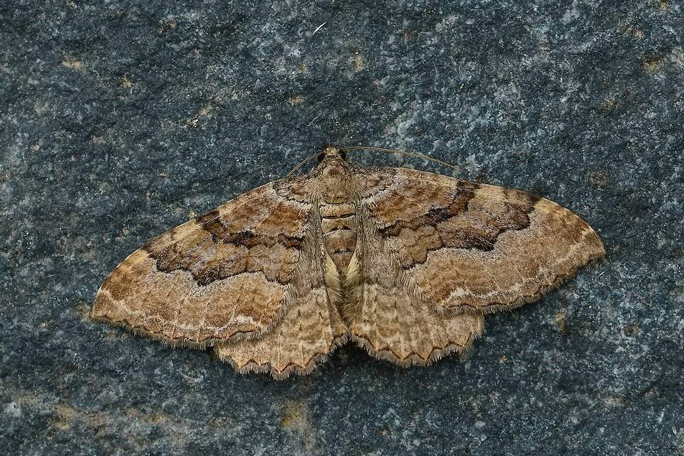 Hydria cervinalis - őzbarna araszoló