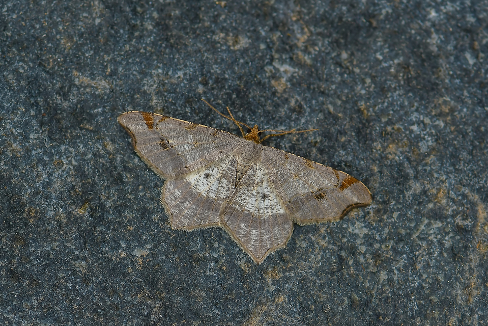 Macaria alternata - közönséges szürkearaszoló